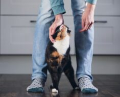 Mon chat me suit partout mais ne veut pas me faire de câlins : 12 raisons pour lesquelles