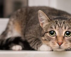 15 symptômes de chat traumatisé et comment y faire face