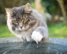 Les chats ont-ils peur de l’eau ?