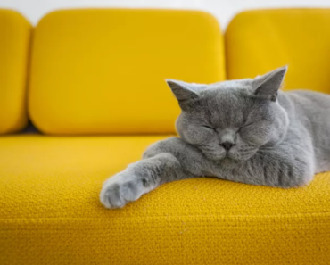 23 races de chats les plus mignonnes que tout le monde adorera