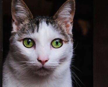 8 façons d’aider un chat effrayé et craintif à avoir confiance en lui