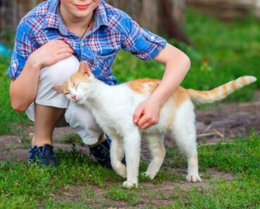 Comment avoir une meilleure relation avec votre chat