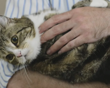 Oui, vous pouvez tenir votre chat comme un bébé