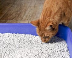 Pourquoi mon chat mange-t-il de la litière ? Et comment l’arrêter