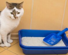 Ce que vous devez savoir sur le métamucil pour chats
