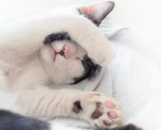 7 raisons pour lesquelles votre chat ne dort plus avec vous (Avec solutions)