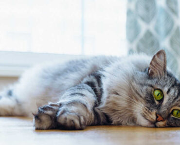 Les chats peuvent-ils mourir d’un cœur brisé ?