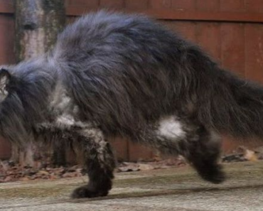 Le chat a été laissé sans une patte arrière, puis a perdu la seconde, mais grâce aux soins de l’enfant, il a appris à marcher sur le devant