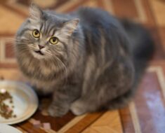 8 raisons pour lesquelles les chats ne finissent jamais leur nourriture et que faire