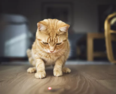 Pourquoi les chats poursuivent-ils les lasers ?