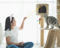 Comment jouer avec un chat selon un comportementaliste félin