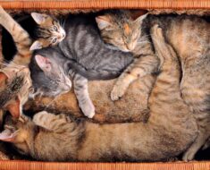 21 positions de chat endormi et ce qu’elles révèlent sur votre chat