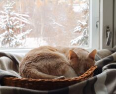 10 positions de sommeil pour votre chat lorsqu’il est malade : comprenez votre félin