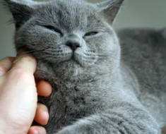 Comment calmer un chat en chaleur, 7 étapes