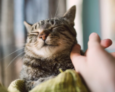 8 conseils pour que n’importe quel chat vous aime davantage