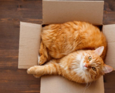 Pourquoi les chats aiment-ils les boîtes ?