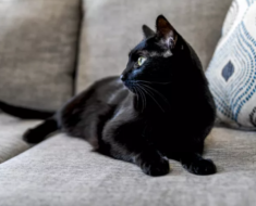 11 faits fascinants sur les chats noirs