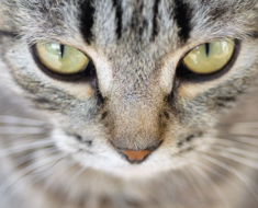 Que signifient les yeux d’un chat ? 6 façons