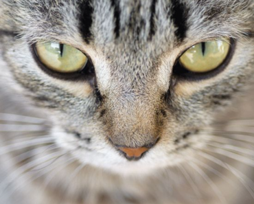 Que signifient les yeux d’un chat ? 6 façons