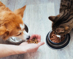 Les chats peuvent-ils manger de la nourriture pour chiens ?