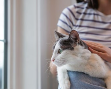 Que pouvez-vous donner à un chat contre la douleur ?