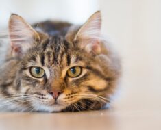 7 raisons pour lesquelles vous devriez adopter un chat de refuge