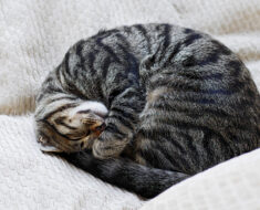 Positions de sommeil des chats : que signifient-elles ?