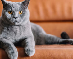 6 raisons pour lesquelles les chats grattent les meubles