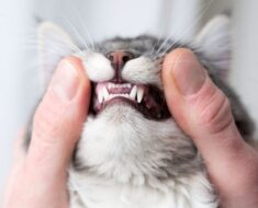 Comment prendre soin des dents de votre chat