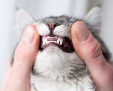 Comment prendre soin des dents de votre chat