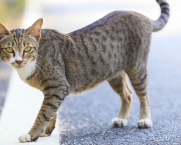 Les chats peuvent-ils retrouver le chemin de la maison ?