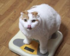 La technologie intelligente peut-elle aider à perdre du poids chez le chat ?