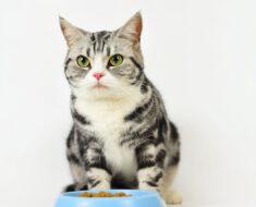 Qu’est-ce qui fait une nourriture saine pour chat ?