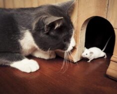 Pourquoi les chats vous apportent-ils des souris ou des animaux morts en cadeau ?