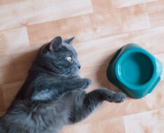 Pourquoi votre chat ne boit pas d’eau et que faire