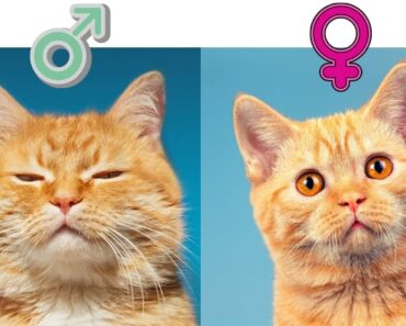 Comment connaître le sexe d’un chat simplement en regardant son visage ?