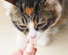 Les 8 meilleurs vitamines et suppléments pour chats