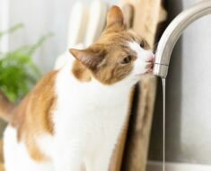 Pourquoi votre chat boit-il beaucoup d’eau ?