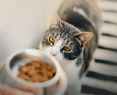 Combien de temps un chat peut-il survivre sans nourriture ?
