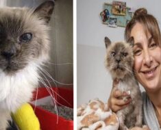 Un chat retrouve son propriétaire après 10 ans de disparition
