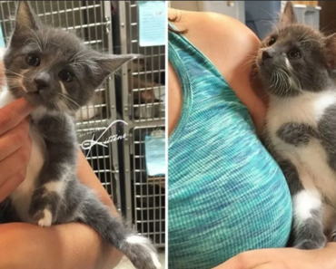 Le chaton sauvé n’arrête pas de miauler, le propriétaire est retourné au refuge et découvre pourquoi !