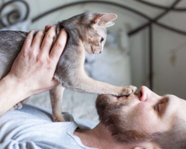 Pourquoi mon chat met-il sa patte sur mon visage ?