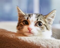Pourquoi le chat a commencé à mal se conduire: les raisons que les propriétaires ne comprennent pas
