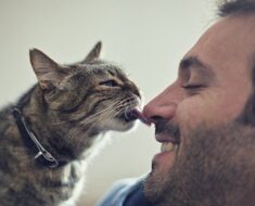 Pourquoi mon chat me lèche-t-il le nez? 5 raisons pour lesquelles
