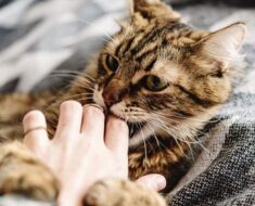 Agression par caresses chez les chats : qu’est-ce que c’est et comment y mettre fin
