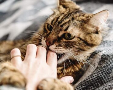 Agression par caresses chez les chats : qu’est-ce que c’est et comment y mettre fin