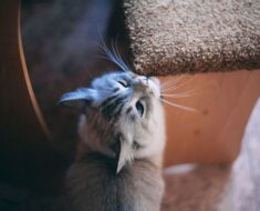 8 Signes d’un comportement peu sûr de votre chat et comment aider