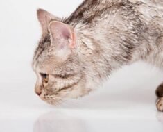 9 conseils pour vous aider à éliminer l’odeur d’urine de chat de votre maison