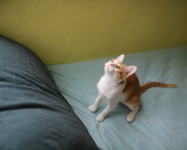 Mon chat est trop maigre : comment l’aider à prendre du poids