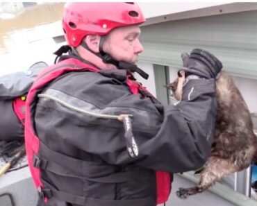 Le chat a survécu à l’inondation en nageant dans un bac. Puis les sauveteurs l’ont secourue